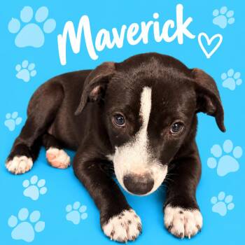 Maverick -  Mixed Breed Dog for Adoption in Memphis, Tennessee - Maverick | PetCurious