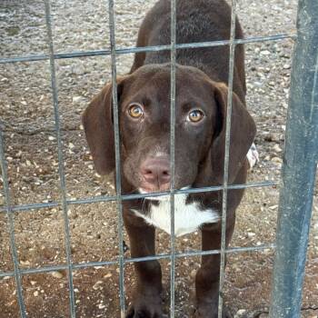 Leroy -  Labrador Retriever Dog for Adoption in Anahuac, Texas - Leroy | PetCurious