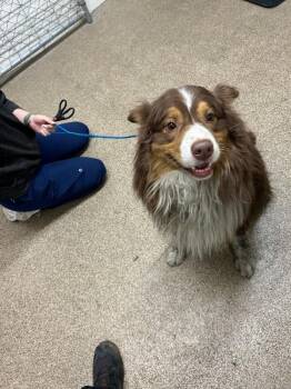 Australian Shepherd Dogs Available for Adoption - Doc | PetCurious