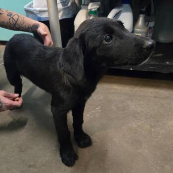 Rescue Labrador Retriever and Mixed Breed Dogs for Adoption in Graham, Texas - Prudence | PetCurious