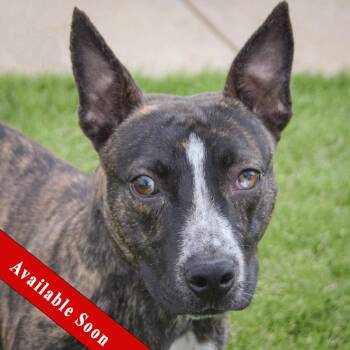 Boston Terrier and American Staffordshire Terrier Dogs Available for Adoption in Huntley, Illinois - Konner | PetCurious
