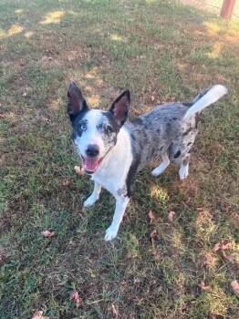 Rhinestone -  Australian Shepherd and Catahoula Leopard Dog Dog for Adoption in Fayetteville, Arkansas - Rhinestone | PetCurious