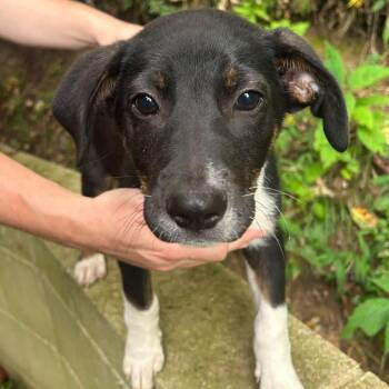 Hyde -  Hound Dog for Adoption in Salem, West Virginia - Hyde | PetCurious