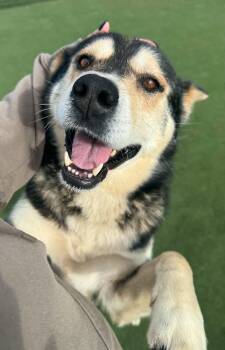 Kipp -  Alaskan Malamute Dog for Adoption in Grand Forks, North Dakota - Kipp | PetCurious