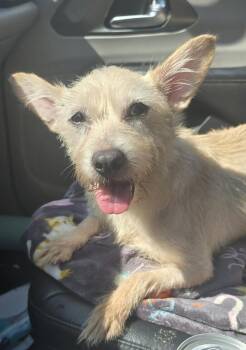 Lily -  Terrier Dog for Adoption in Grand Rapids, Michigan - Lily | PetCurious