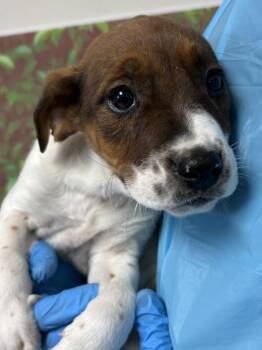 American Staffordshire Terrier and Mixed Breed Dogs Available for Adoption - Glitter | PetCurious