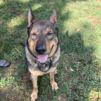 German Shepherd Dog Dogs Available for Adoption in Cumming, Georgia - Brioche  | PetCurious