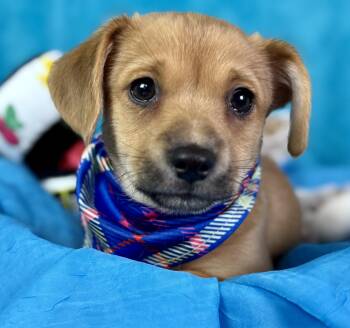 Rescue Chihuahua Dogs for Adoption in Hondo, Texas - Freddy - Adorable Small Little Guy Looking For A Home! | PetCurious