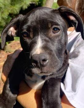 Lillibeth -  Terrier Dog for Adoption in Whitestown, Indiana - Lillibeth | PetCurious