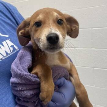 Retriever and Mixed Breed Dogs Available for Adoption in Voorhees Township, New Jersey - Colby | PetCurious