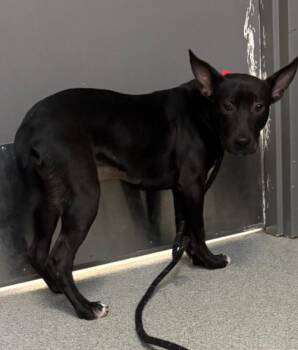 Lark -  German Shepherd Dog Dog for Adoption in Hoffman Estates, Illinois - Lark | PetCurious