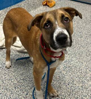 Coast -  Shepherd Dog for Adoption in Golden, Colorado - Coast | PetCurious