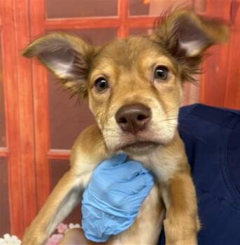German Shepherd Dog and Mixed Breed Dogs Available for Adoption in San Bernardino, California - TIFFANY | PetCurious
