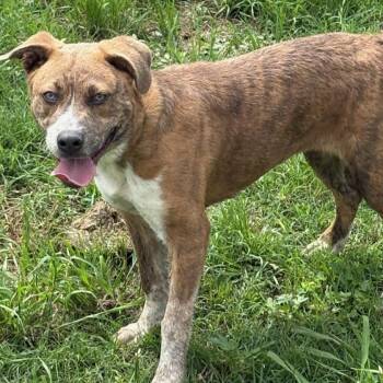 Catahoula Leopard Dog and Australian Cattle Dog Blue Heeler Dogs Available for Adoption in Rockdale, Texas - Sky | PetCurious