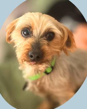 Vyvanse (Vance) -  Yorkshire Terrier Dog for Adoption in College Station, Texas - Vyvanse (Vance) | PetCurious