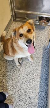 Hope -  Terrier Dog for Adoption in Athens, Tennessee - Hope | PetCurious