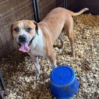 Rescue Catahoula Leopard Dog Dogs for Adoption in Anahuac, Texas - Riggs | PetCurious