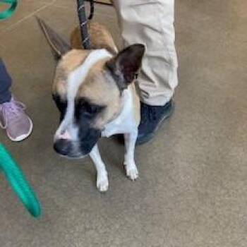 Teddy -  Mixed Breed Dog for Adoption in York, Pennsylvania - Teddy | PetCurious