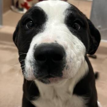 Pit Bull Terrier Dogs Available for Adoption in Reno, Nevada - Daisy | PetCurious