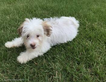 Zhari. ADOPT PENDING -  Shih Tzu Dog for Adoption in Union Grove, Wisconsin - Zhari. ADOPT PENDING | PetCurious
