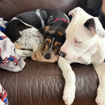 Hound Dogs Available for Adoption - Candy Pup: Butterfinger | PetCurious