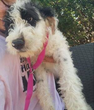 Poodle and Cattle Dog Dogs Available for Adoption in Grafton, Wisconsin - Sunflower | PetCurious