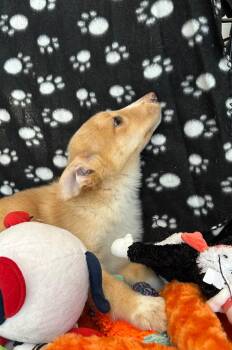 Australian Shepherd Dogs Available for Adoption in Cottonwood, Arizona - Bingo | PetCurious