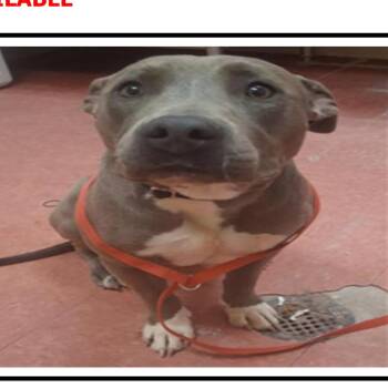 Mable -  American Staffordshire Terrier Dog Available for Adoption in Apache Junction, Arizona - Mable | PetCurious
