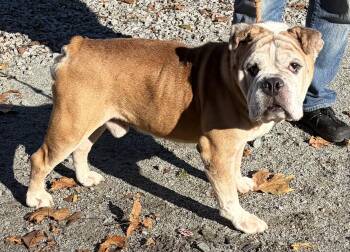 Bamboo -  Bulldog Dog for Adoption in Mckeesport, Pennsylvania - Bamboo | PetCurious