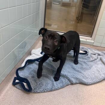 Zeus 4532 -  Mixed Breed Dog for Adoption in Springboro, Ohio - Zeus 4532 | PetCurious