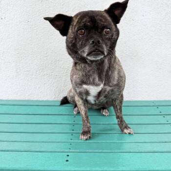 Rescue Pug Dogs for Adoption in Los Angeles, California - Bebe | PetCurious