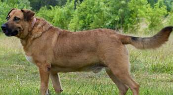 Spirit -  Mastiff and Black Mouth Cur Dog for Adoption in Okolona, Mississippi - Spirit | PetCurious