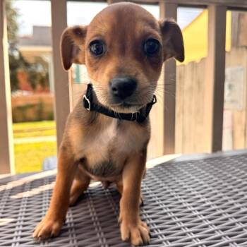 Rescue Chihuahua Dogs for Adoption in New Orleans, Louisiana - Willow | PetCurious