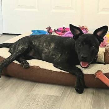 SWEET PEA - Needs foster or adopter -  Black Labrador Retriever Dog for Adoption in Largo, Florida - SWEET PEA - Needs Foster Or Adopter | PetCurious