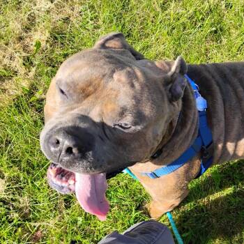 Blaze -  Mixed Breed Dog for Adoption in Fairport, New York - Blaze | PetCurious