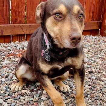 Piper -  Pit Bull Terrier Dog for Adoption in Lander, Wyoming - Piper | PetCurious