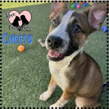 Cheeto -  Shepherd Dog for Adoption in Gilbert, Arizona - Cheeto | PetCurious
