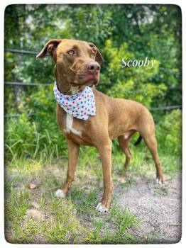 Scooby -  American Staffordshire Terrier Dog for Adoption in Sebring, Florida - Scooby | PetCurious