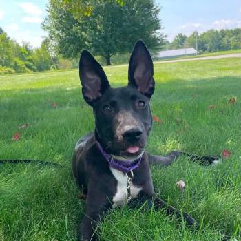 Janice -  Mixed Breed Dog for Adoption in Highland, New York - Janice | PetCurious