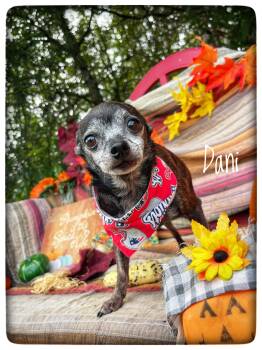 Dani -  Chihuahua Dog for Adoption in Sebring, Florida - Dani | PetCurious