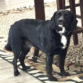Sophie -s -  Cocker Spaniel and Australian Shepherd Dog for Adoption in Sequatchie, Tennessee - Sophie -s | PetCurious