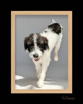 Perdita -  Terrier Dog for Adoption in Fredericksburg, Virginia - Perdita | PetCurious