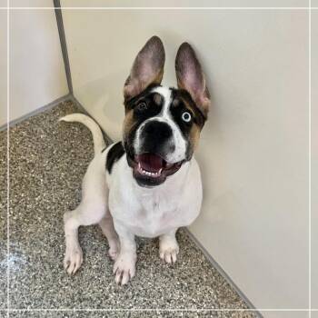 Did -  Labrador Retriever Dog for Adoption in Kanab, Utah - Did | PetCurious