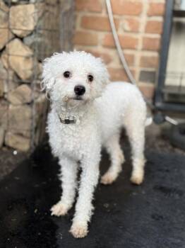 Bichon Frise Dogs Available for Adoption - Bianca | PetCurious