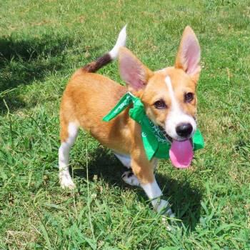 Bert -  Basenji and Mixed Breed Dog for Adoption in Wadena, Minnesota - Bert | PetCurious