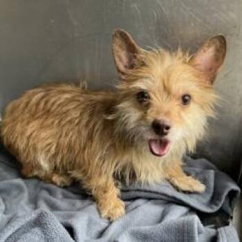 Snuggles -  Terrier Dog for Adoption in New York, New York - Snuggles | PetCurious