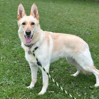 Stormy -  German Shepherd Dog Dog for Adoption in Philadelphia, Pennsylvania - Stormy | PetCurious