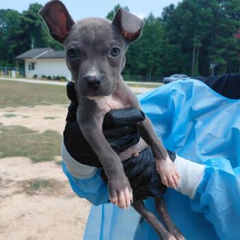 Tiny 4073 -  Mixed Breed Dog for Adoption in Loxahatchee Groves, Florida - Tiny 4073 | PetCurious