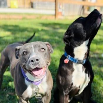 Maribella Made to Love full of fun -  American Staffordshire Terrier and Pit Bull Terrier Dog for Adoption in Friendswood, Texas - Maribella Made To Love Full Of Fun | PetCurious
