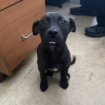 Jojo -  Pit Bull Terrier and Mixed Breed Dog for Adoption in Martinsville, Virginia - Jojo | PetCurious